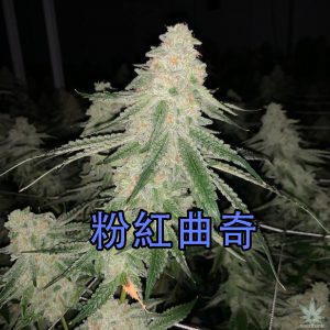 粉紅曲奇